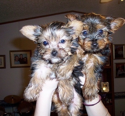 Akc Yorkie Puppies  for Adoption.