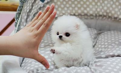 White teacup pomeranian puppies
