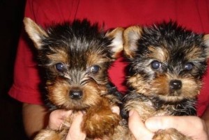 Quality male and female Yorkie puppies available