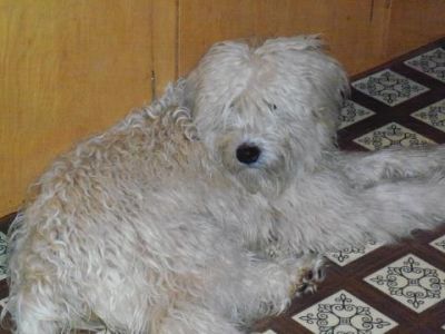 Soft Coated Wheaten Terriers
