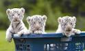CUTE AND ADORABLE BABY TIGERS AND CHEETAH CUBS FOR SALE ALL HOME RAISED BY MY FAMILLY