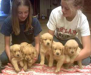 Golden Retriever Puppies for Sale