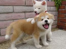 Shiba inu   puppies for sale