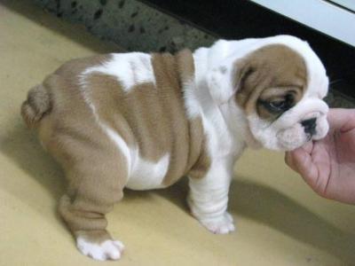 Free Adorable English Bulldog Puppies For Adoption