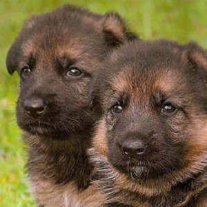 German shepherds for sale