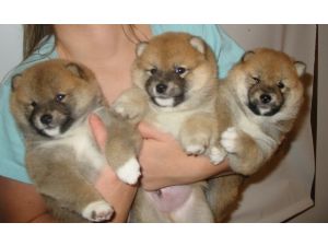 Awesome male and female Shiba Inu puppies available