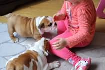 Two charming English bulldog puppies for adoption