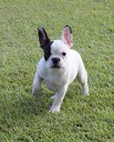 Two Gorgeous French Bulldog Puppies for adoption
