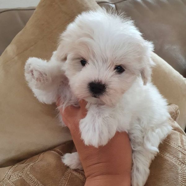 Maltipoo puppies
