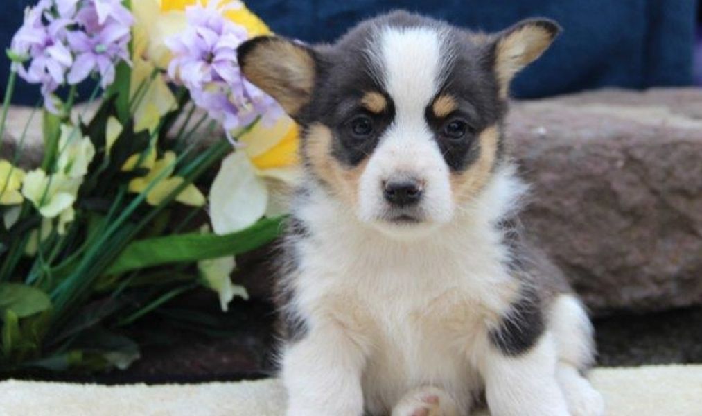   Top quality Pembroke Welsh Corgi Puppies for adption