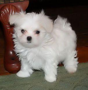  Maltese puppies for free
