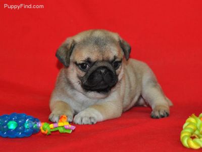 Pug Puppies for Sale
