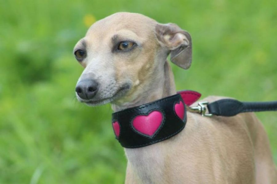 Italian Greyhound beautiful puppies with pedigree