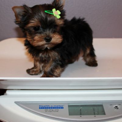 Yorkie puppies for adoption $180   