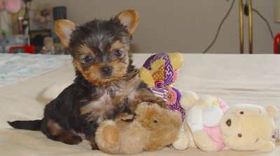 yorkshire terrier puppies for adoption .