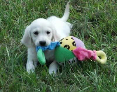 AKC registerd Golden Retriever puppy for sale