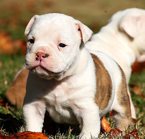 AKC Charming Male And Female English Bulldog Puppies