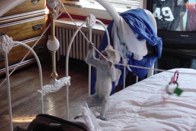 X-mas baby capuchin monkeys for adoption