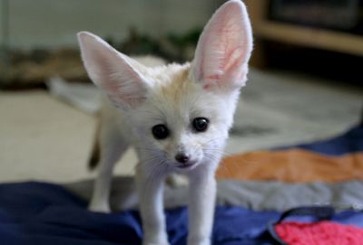 FENNEC FOX LOOKING FOR LOVELY HOME