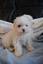 tiny toy maltese puppies