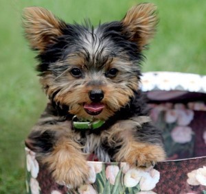 Beautiful T-cup Yorkie Puppies For A Good Home