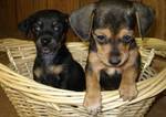 Both short and Long haired Dachshund Puppies