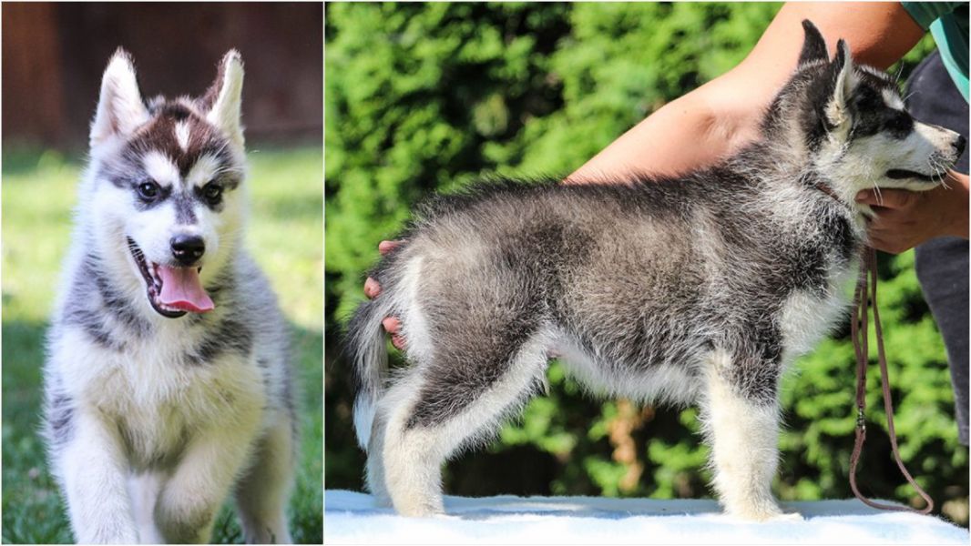 FCI registered Siberian husky puppies