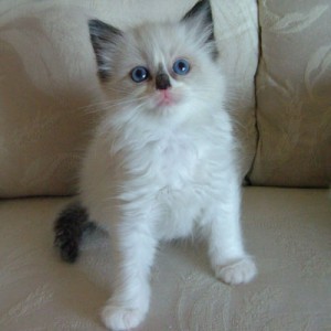 Excellent Persian Kittens Available For Any Good Homes