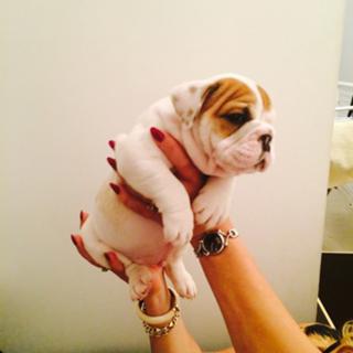 Beautiful english bulldog pups available