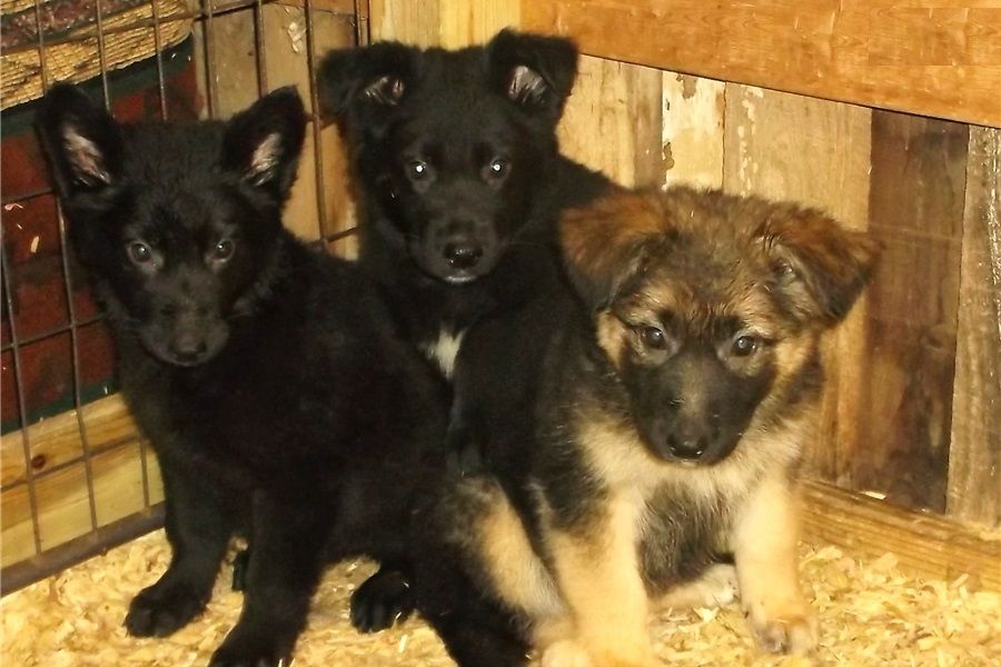 German shepherd puppies for Rehoming