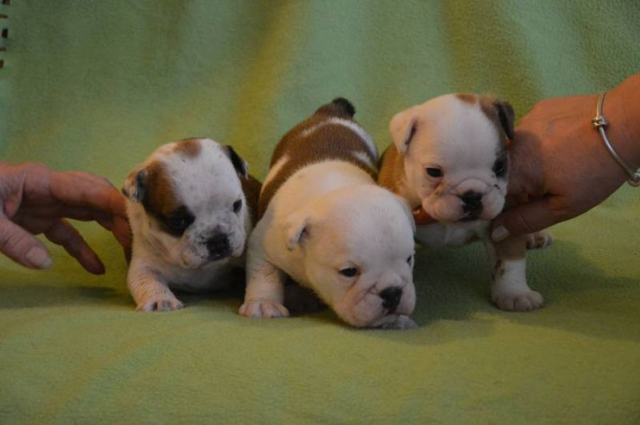 English Bulldog puppies with pedigree for sale