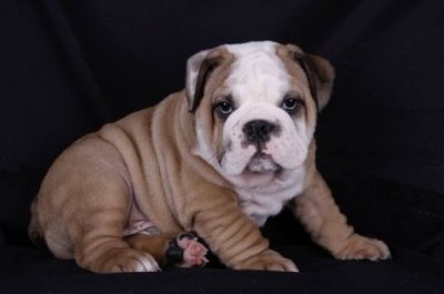 Well Trained English Bull Puppies