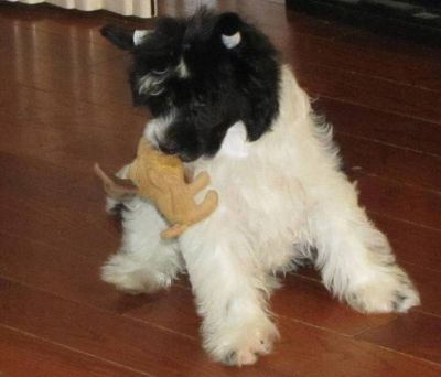 CHINESE CRESTED CHIEN CHINOIS A CRETE