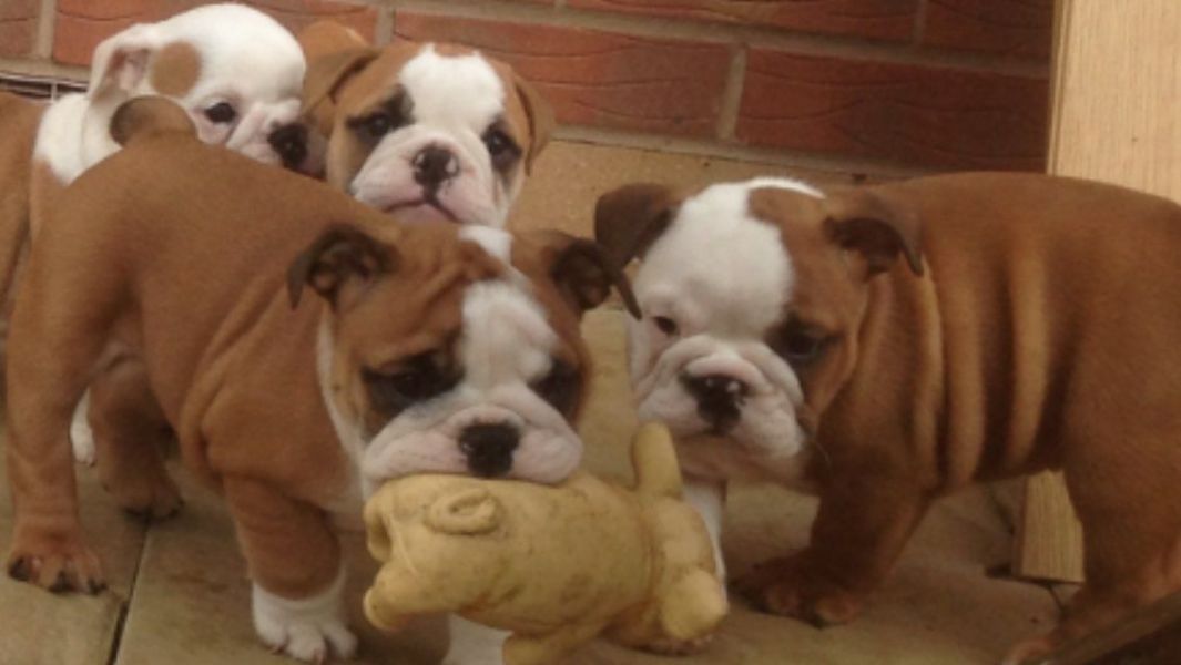 Smart CKC Register British Bulldog Puppies 
