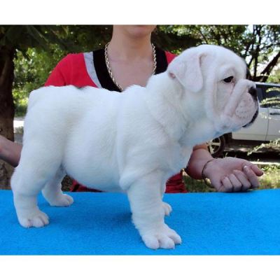 Magnificent Male And Females English Bulldog Puppies Available