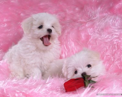  cute Maltese puppies are ready to go out to a good and caring home