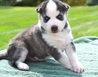 Siberian husky puppies for sale
