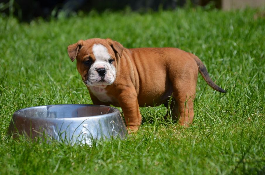 English bulldog puppies