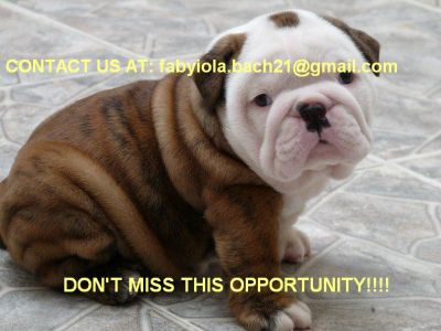 TWO  GORGEOUS ENGLISH BULLDOG PUPPIES FOR ADOPTION