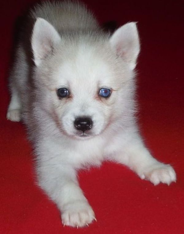Alaskan Klee Kai puppies for sale to good homes.