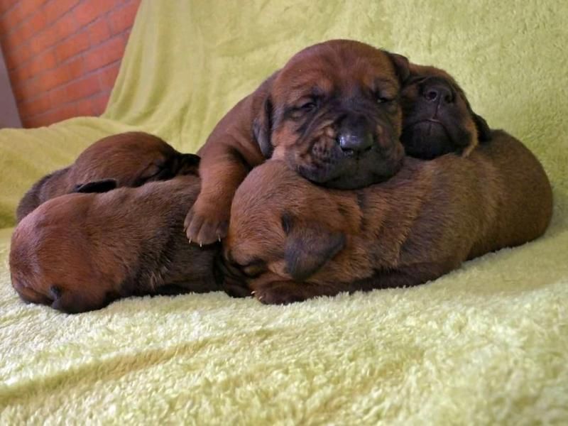 Tosa Inu puppies with pedigree