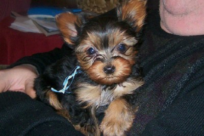 Beautiful Yorkie Baby Ready Now!