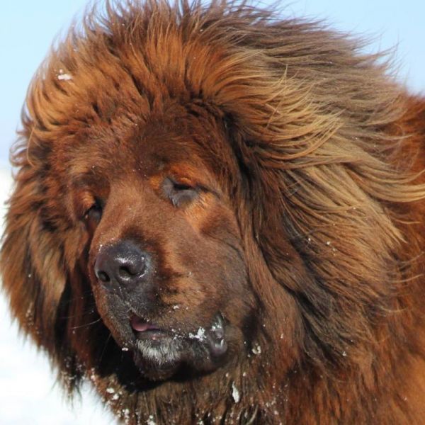 Tibetan mastiff red puppies