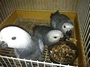 New African Grey parrots and fertile eggs for sale