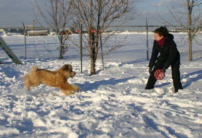 Boarding & Grooming DOGS and CATS in the West Island of Montreal