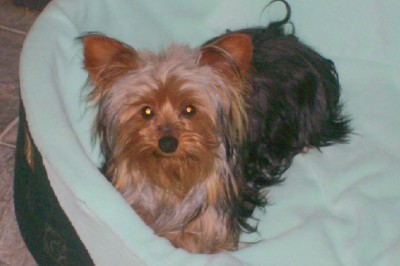 Beautiful Yorkie Baby Ready Now!