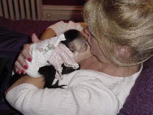 FREE TO GOOD HOME PET CAPUCHIN MONKEY FOR ADOPTION