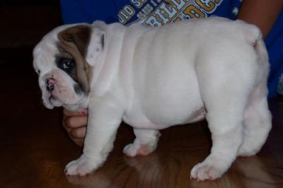 ENGLISH BULLDOG PUPPIES