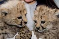 Tamed baby tiger cubs and cheetahs for  very low cost