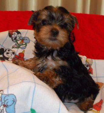  Free Smart Yorkie Puppies Now Ready For Adiotionp